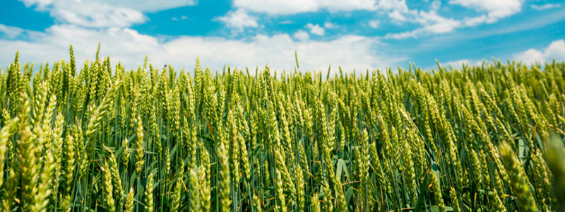 Imatge camp fertilitzat