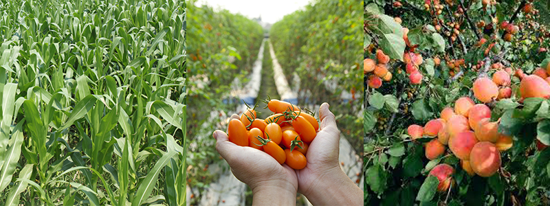 Agricultura convencional