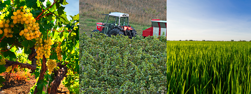 Agricultura ecològica